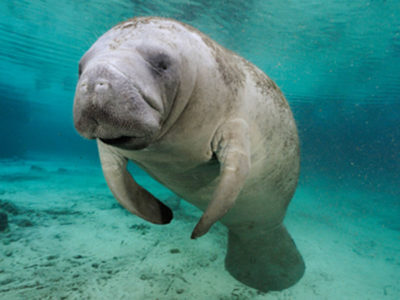 Manatee swimming in the water