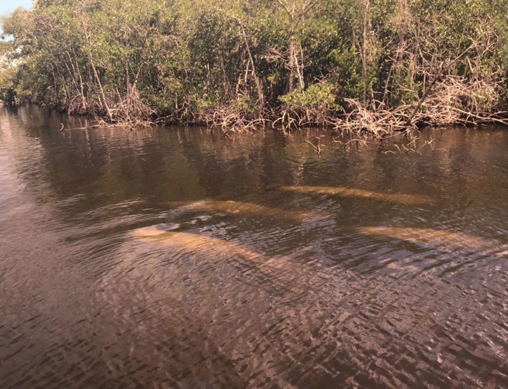 Manatee Season When In Manatee Season In Florida Nature Guide Tips 7704