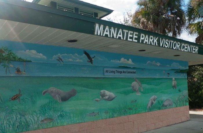 Where to see manatees in Naples Florida | See Wild Manatees in Naples
